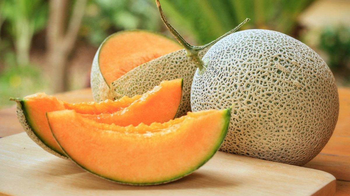 ilustrasi Cantaloupe Melon
