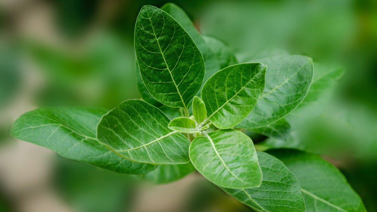 Daun Ashwagandha