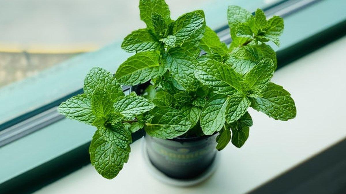 Ilustrasi - Daun mint dan segudang manfaatnya bagi kesehatan