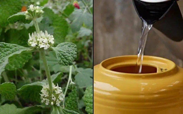 ilustrasi Teh Horehound yang bermanfaat untuk mengatasi radang tenggorokan