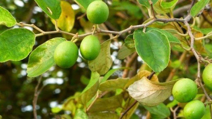 Ilustrasi daun bidara, berikut manfaat daun bidara untuk kesehatan dan cara mengolahnya