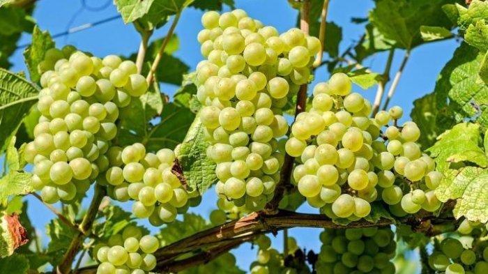 Ilustrasi anggur muscat mengandung bahan zat kimia ditemukan di Thailand