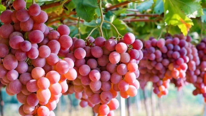 ilustrasi buah anggur merah, buah tinggi gula yang dapat meningkatkan kadar gula darah dan berat badan