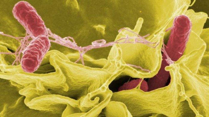 Bentuk bakteri salmonella