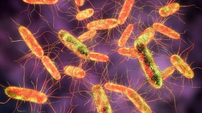 ilustrasi bakteri salmonella typhi