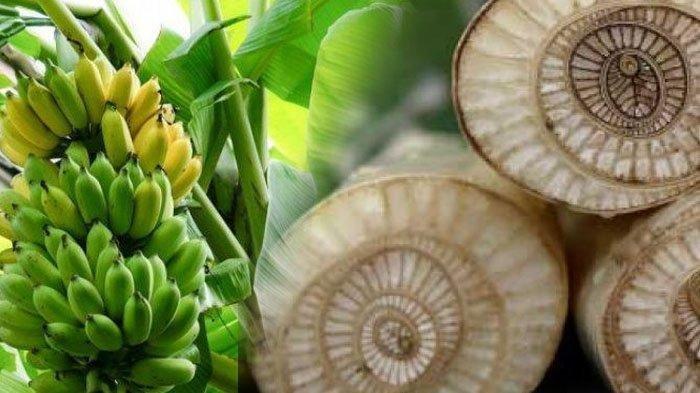 manfaat batang pohon pisang untuk kesehatan