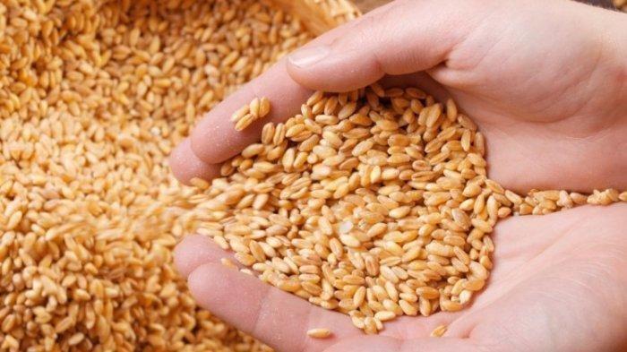 manfaat beras gandum untuk kesehatan