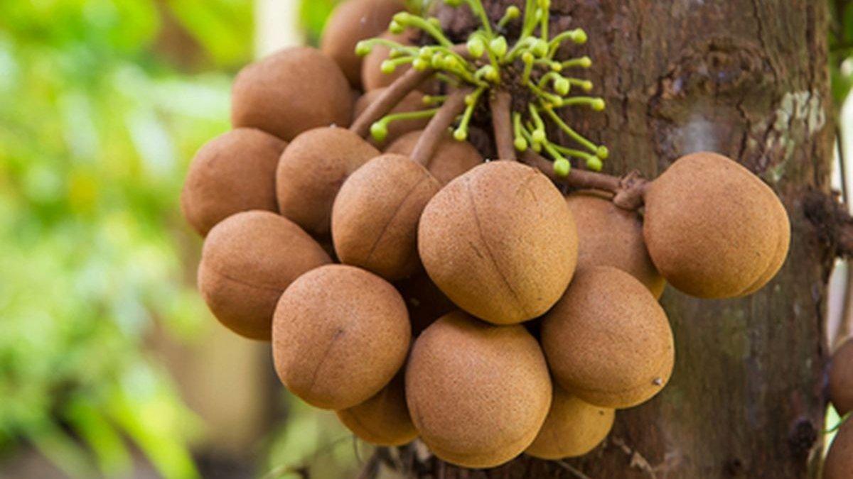 buah kepel