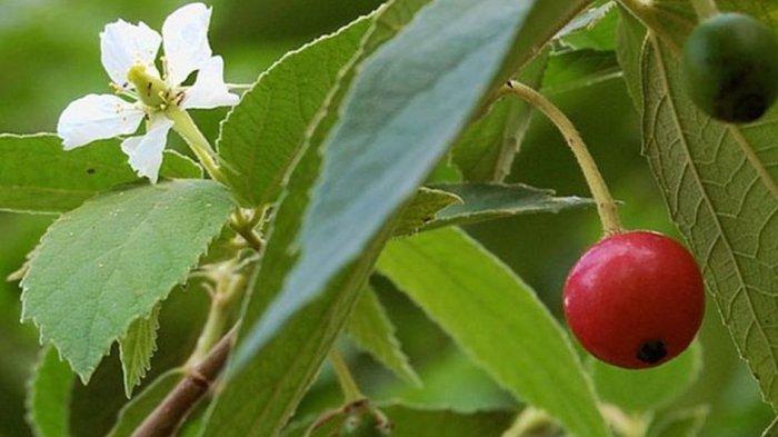 khasiat buah kersen untuk kesehatan