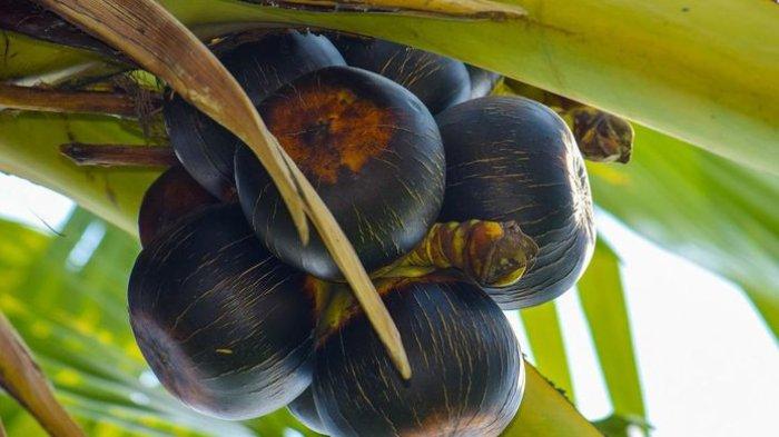 manfaat buah lontar untuk kesehatan