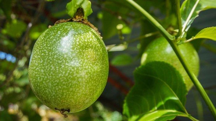 buah markisa di pohon