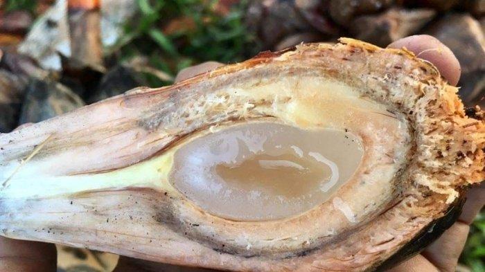 manfaat buah nipah untuk keehatan