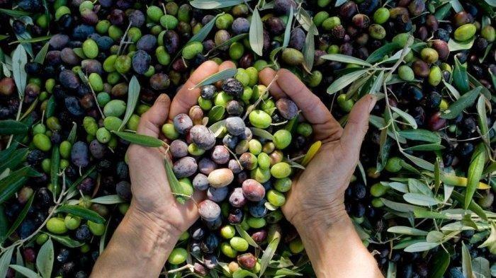 ilustrasi buah zaitun