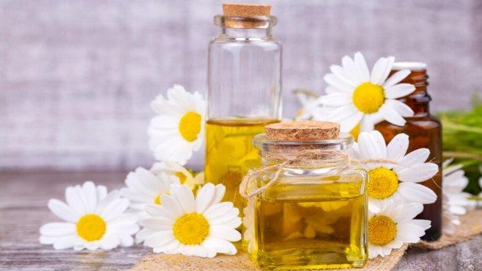 Ilustrasi minyak chamomile
