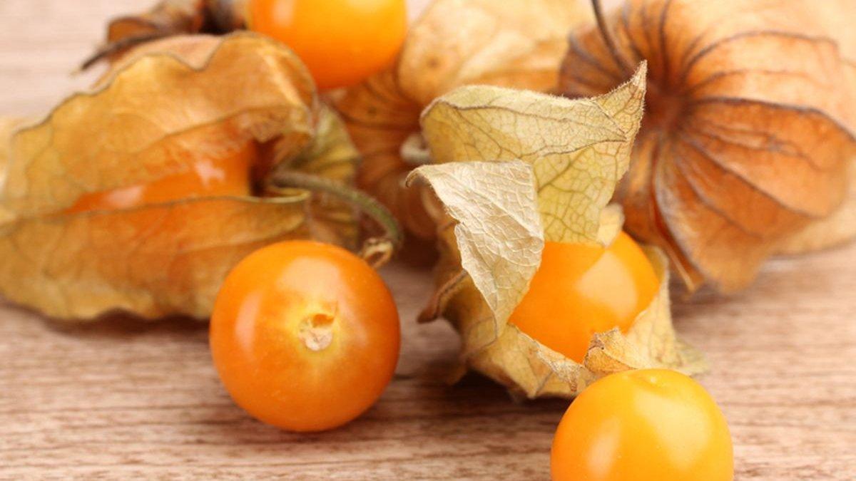 manfaat buah ciplukan untuk kesehatan tubuh