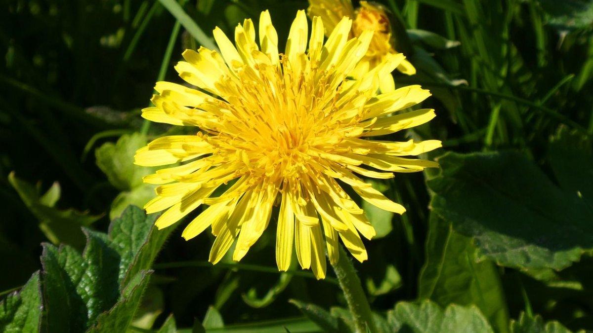 dandelion 1