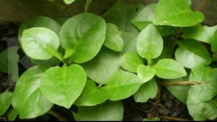 manfaat daun binahong untuk kesehatan