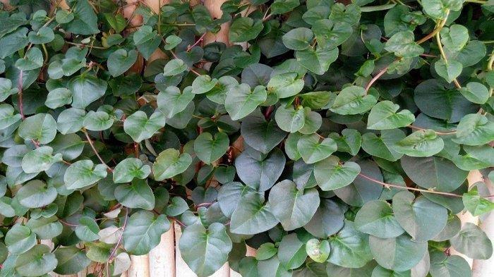 manfaat daun binahong untuk kesehatan