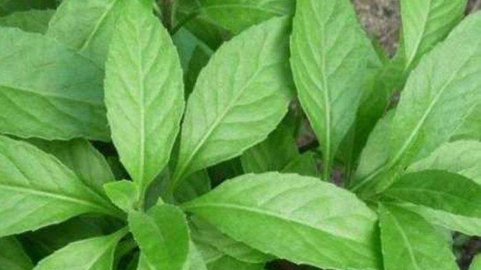 ragam khasiat daun dewa untuk kesehatan