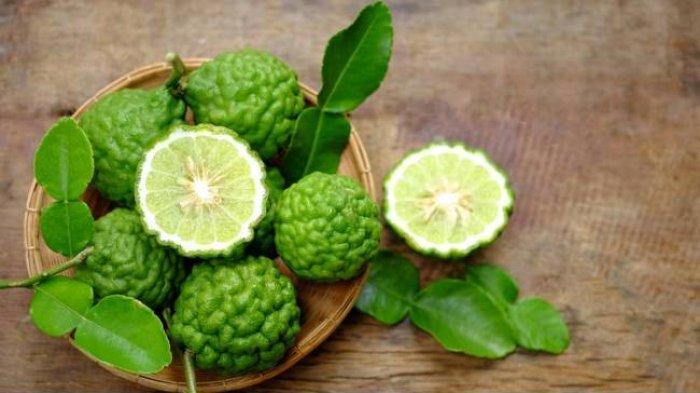 Daun jeruk purut dan segudang manfaatnya