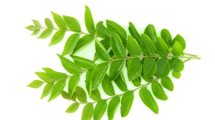 ilustrasi daun koja atau daun kari