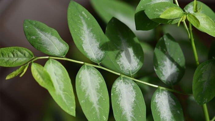 ilustrasi daun katuk, sayuran yang bagus dikonsumsi oleh ibu menyusui karena dapat meningkatkan produksi ASI