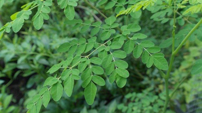 daun kelor