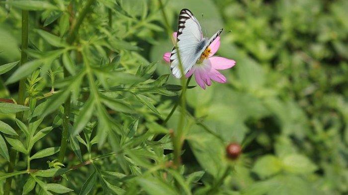 Ilustrasi daun kenikir, berikut manfaat daun kenikir untuk kesehatan