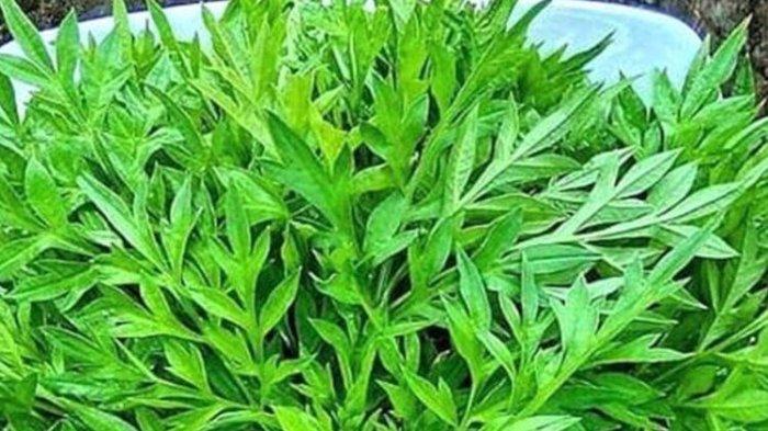 sederet manfaat daun kenikir untuk kesehatan tubuh