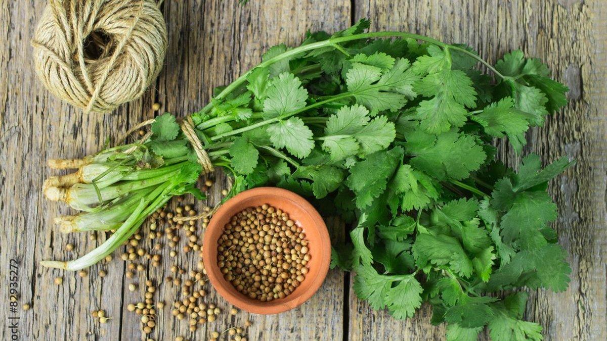 daun ketumbar