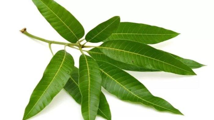 Ilustrasi daun mangga