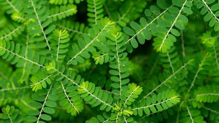manfaat daun meniran untuk kesehatan