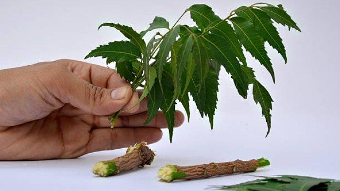 daun mimba