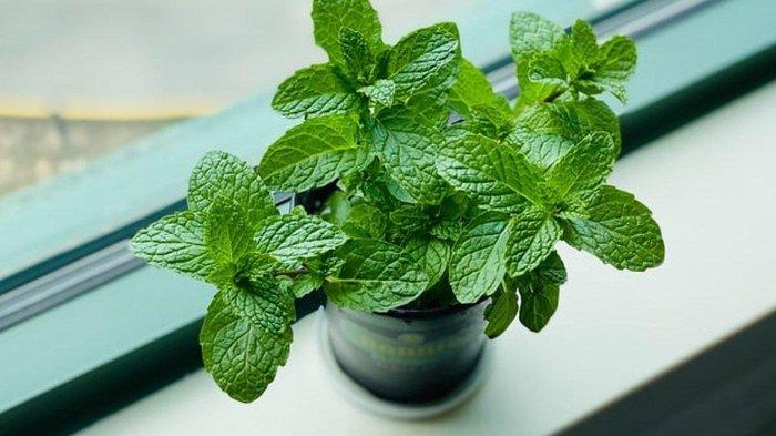 Ilustrasi daun mint, berikut ini manfaat daun mint untuk mengatasi bekas jerawat