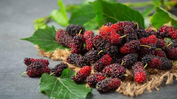 manfaat daun murbei untuk kesehatan