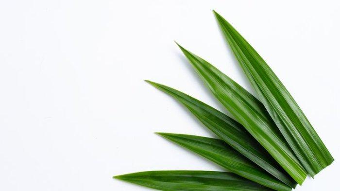 manfaat daun pandan untuk kesehatan tubuh