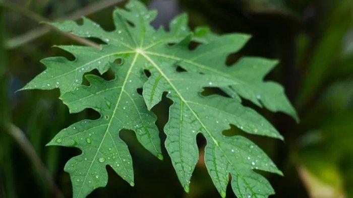 manfaat daun pepaya untuk kesehatan
