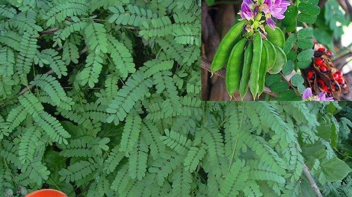 Daun saga