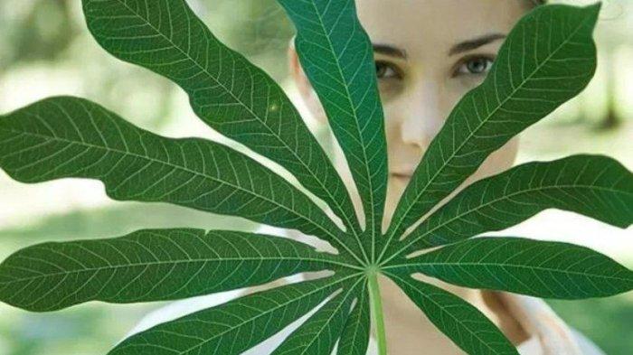 ilustrasi daun singkong
