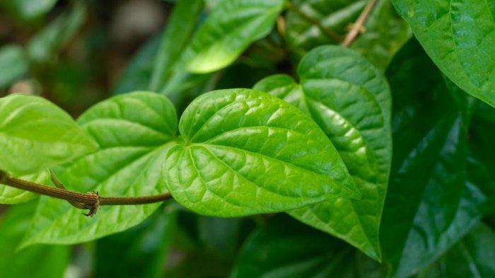 manfaat daun sirih untuk kesehatan