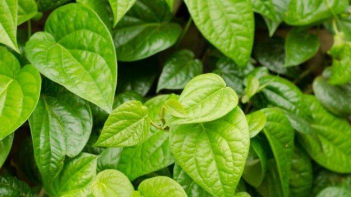 Daun sirih