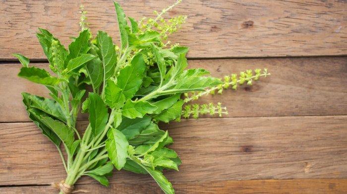 Daun tulsi