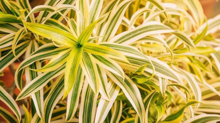 Ilustrasi dracaena,