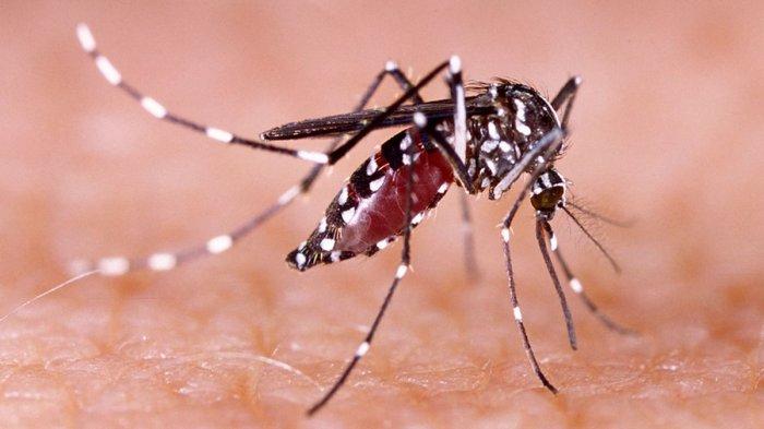 Efektivitas Nyamuk Wolbachia Dalam Mencegah DBD, Pemerintah Lakukan Implementasi di Beberapa Kota