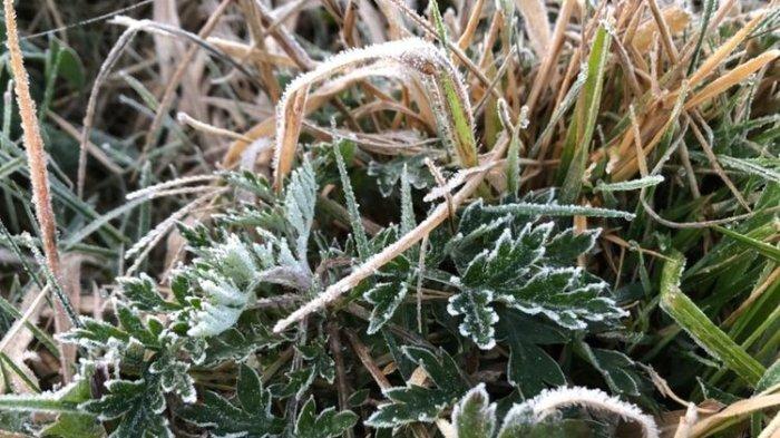 Embun es selimuti dataran tinggi Dieng, Kabupaten Banjarnegara, Jawa Tengah, Jumat (5/8/2022) pagi lalu. Embun es kembali selimuti Dieng di bulan Maret 2023