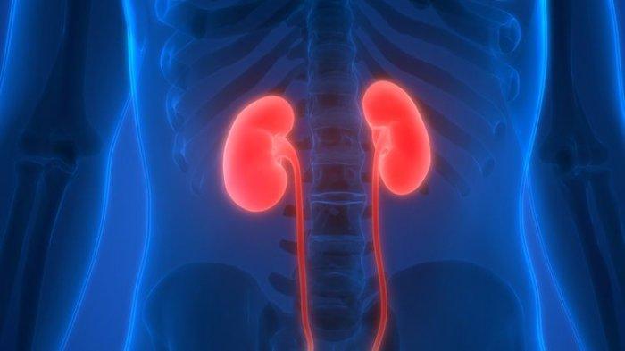 ilustrasi ginjal