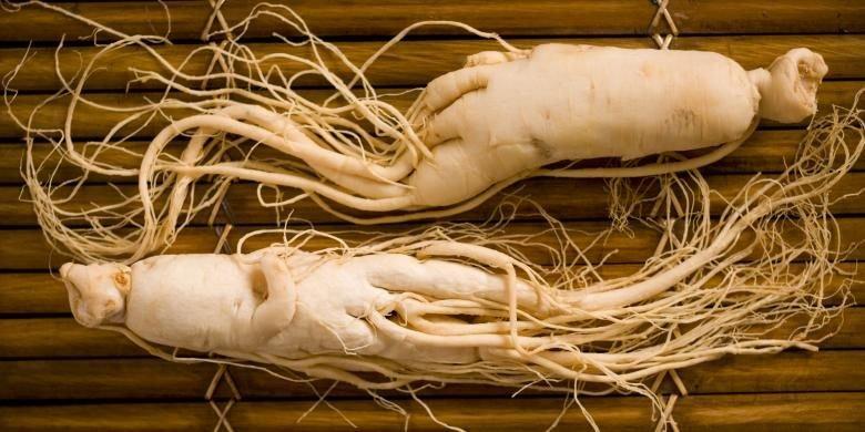 ilustrasi ginseng, bagus untuk kesehatan