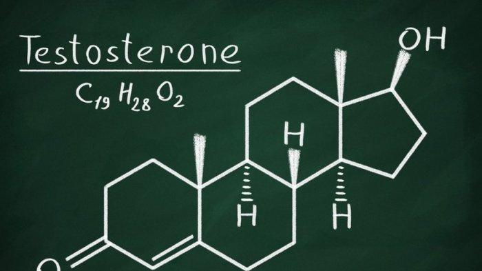 ilustrasi hormon testosteron