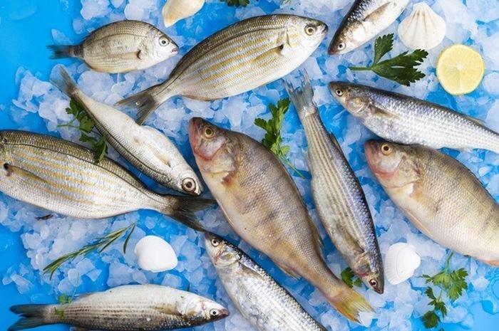 ilustrasi berbagai jenis ikan