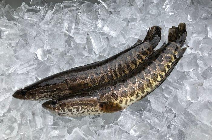 manfaat ikan gabus